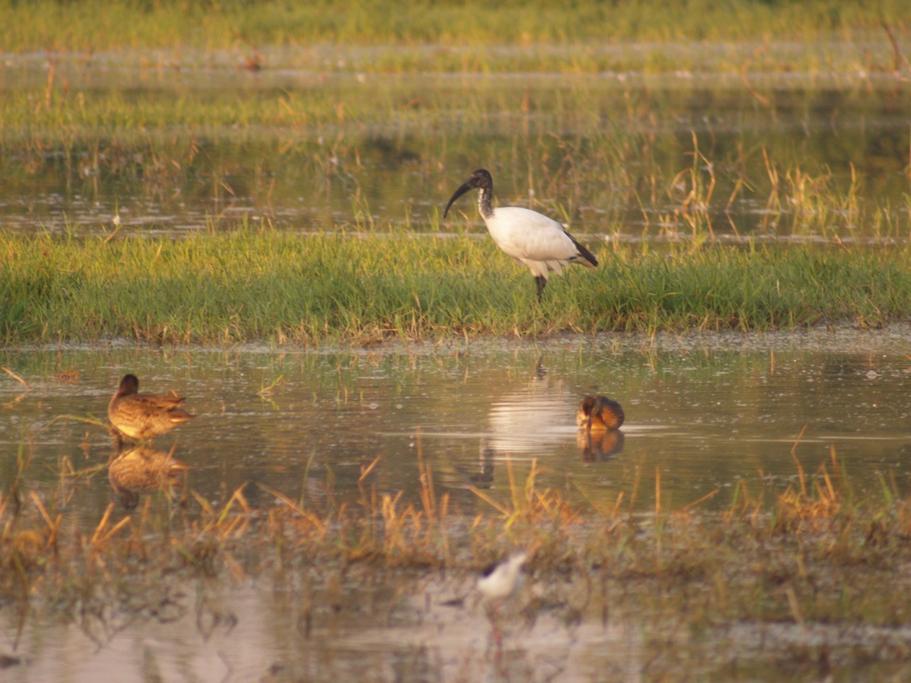 Ibis sacro, il mio primo avvistamento